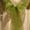 Fern-Green-Organza